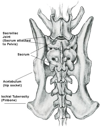 Canine Spine