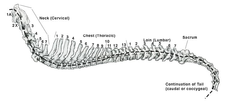A Closer Look at the Canine Spine