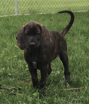 Eight-week-old Plott Hound puppy standing on grass in a yard