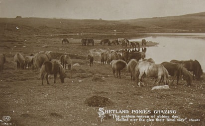 In Search of the Last Shetland Sheepdog Breeders