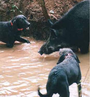 Two dogs shown hunting a hog