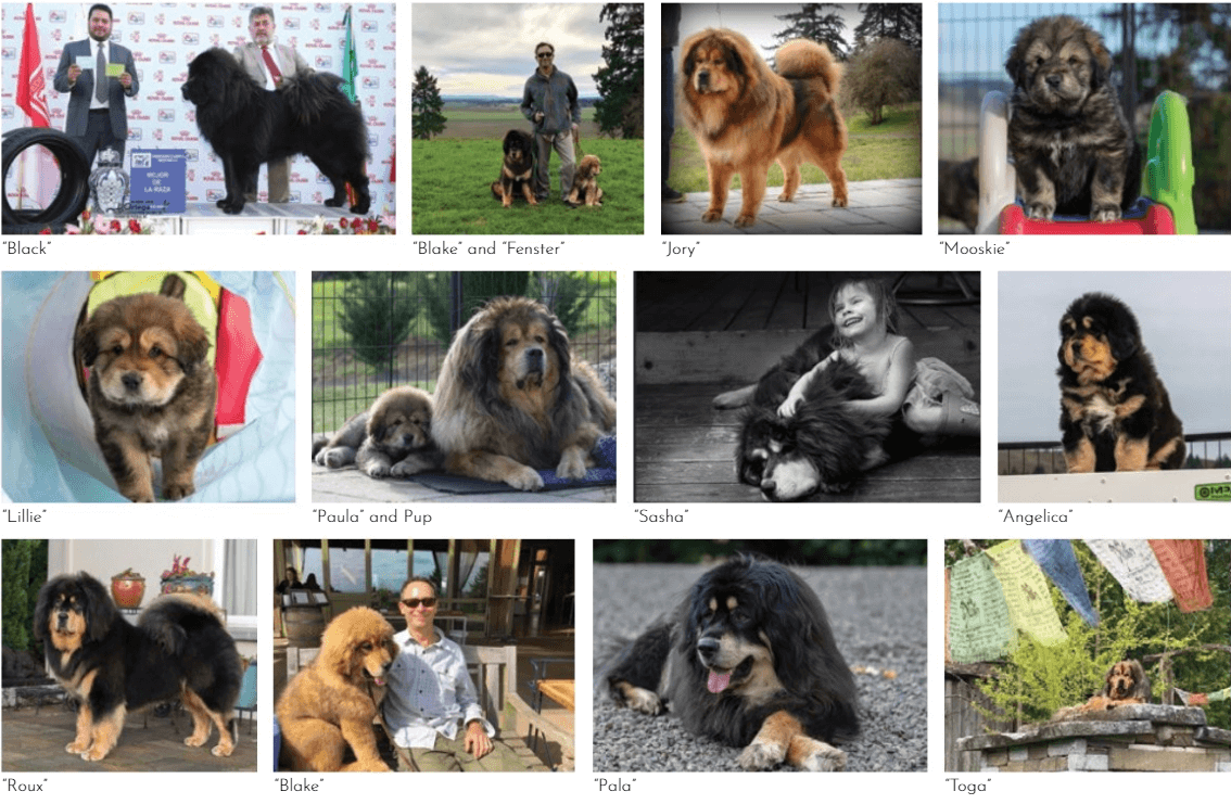 Dan Nechemias & Lois Claus | Dawa Tibetan Mastiffs
