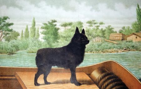 Proposal to Revise The Schipperke FCI Standard