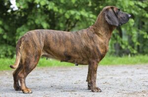 The Plott | A Hound of a Different Color