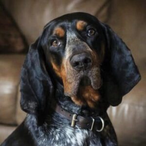 General Appearance of the Bluetick Coonhound