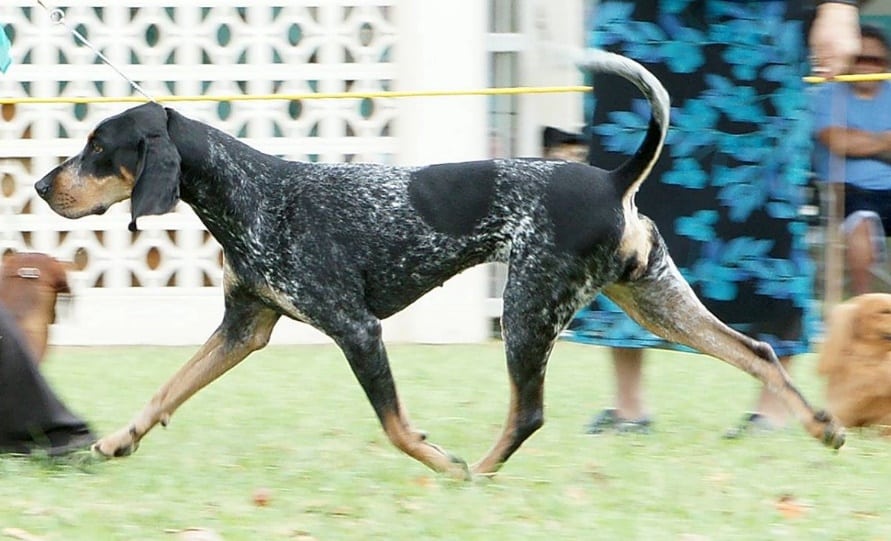what health problems do bluetick coonhound have