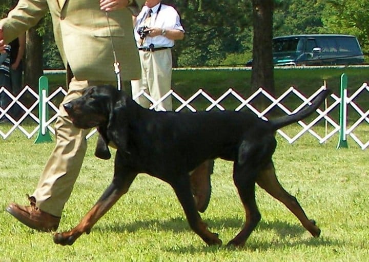 Judging The Black And Tan Coonhound