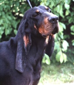 Judging The Black And Tan Coonhound