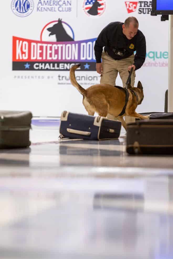 K9 Detection Dog Challenge