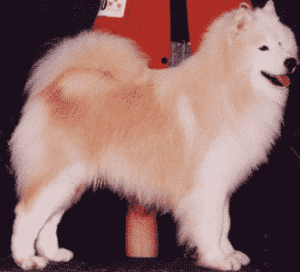 The Essence Of The Samoyed Breed