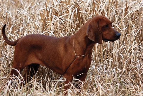 Judging Redbone Coonhounds