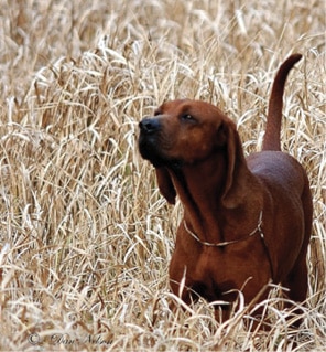 Judging Redbone Coonhounds
