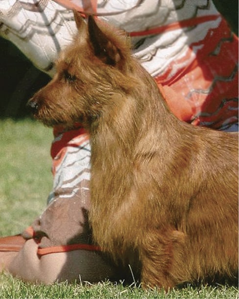 Side photo of an Australian Terrier head