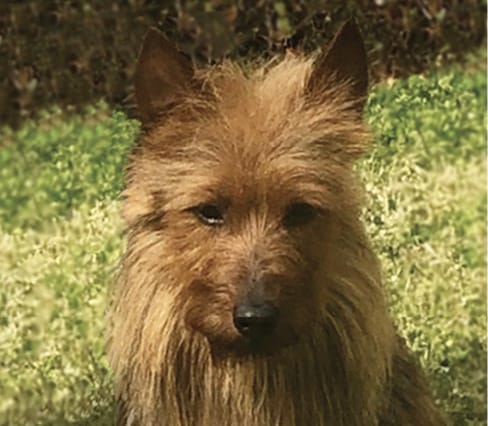 Front photo of an Australian Terrier head