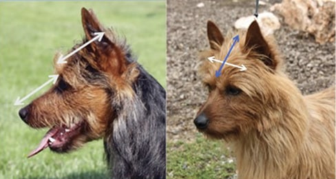 Combined photos of Australian Terrier heads