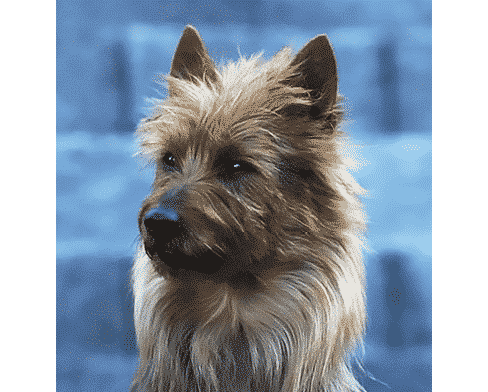 Front photo of an Australian Terrier head