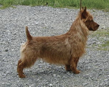 Australian Terrier Tails Docked & Undocked Undocked Tail—Straight Tail Docked Tail
