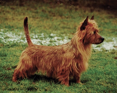 Australian Terrier with Undocked Tail—Straight Tail