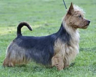 Australian Terrier with Undocked Tail—Curved Forward