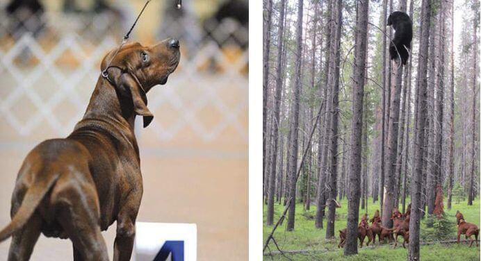 2 combined images; left: Redbone Coonhound in a dog show ring, Redbone Coonhounds chased a bear up the tree