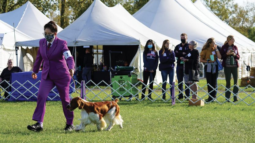 Cornell Veterinary Students Take a Deep Dive into Finger Lakes Dog Show World