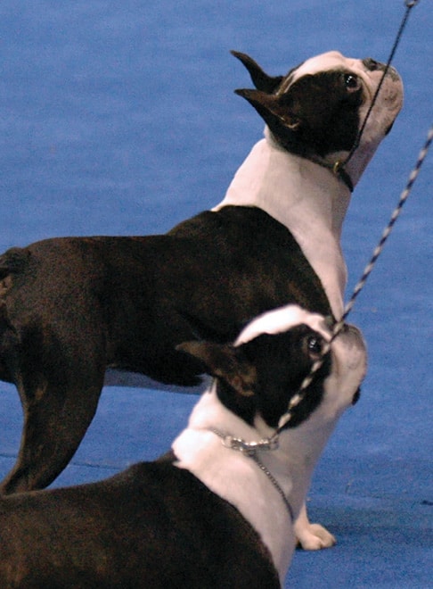 The Boston Terrier is one of the first American breeds recognized by the American Kennel Club.