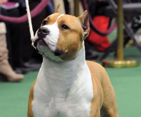 The Bull-and-Terrier breeds include the outgoing American Staffordshire Terrier.