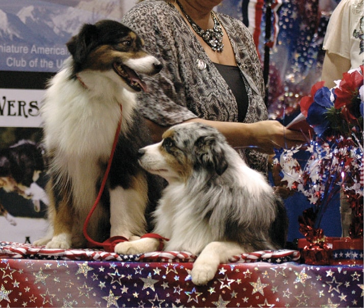 Horse shows provided early exposure for the Miniature American Shepherd.