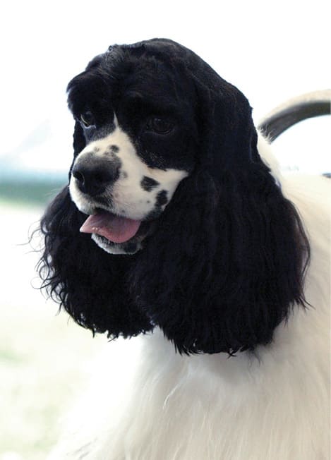 A Cocker Spaniel is said to have arrived with the Pilgrims at Plymouth Rock.
