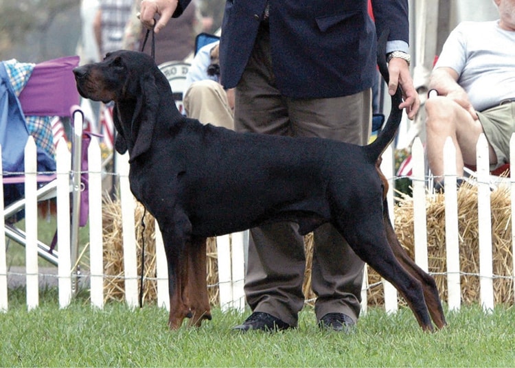 Of the Coonhound breeds, the Black and Tan was the first to gain AKC recognition.