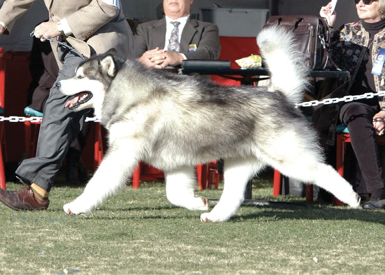 The Alaskan Malamute is likely the oldest of the ‘American’ breeds.
