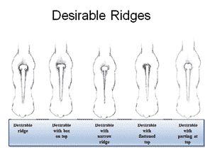 The Ridge | Demystifying Ridgeback Judging Assignment