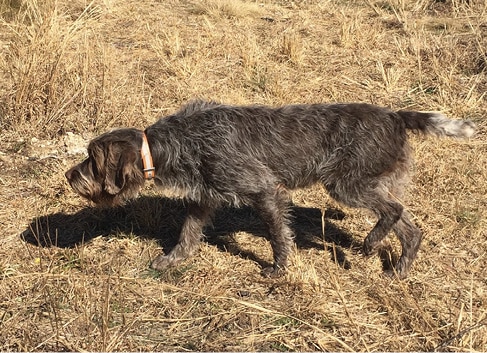 Form And Function Of The Wirehaired Pointing Griffon