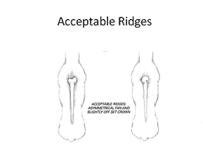The Ridge | Demystifying Ridgeback Judging Assignment