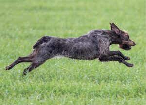 The Working Standard For The Wirehaired Pointing Griffon