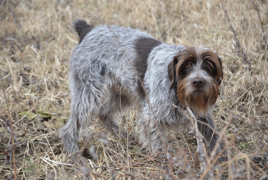 The Working Standard For The Wirehaired Pointing Griffon - Showsight