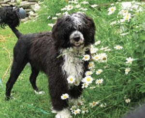 What is a Portuguese Water Dog, Really?