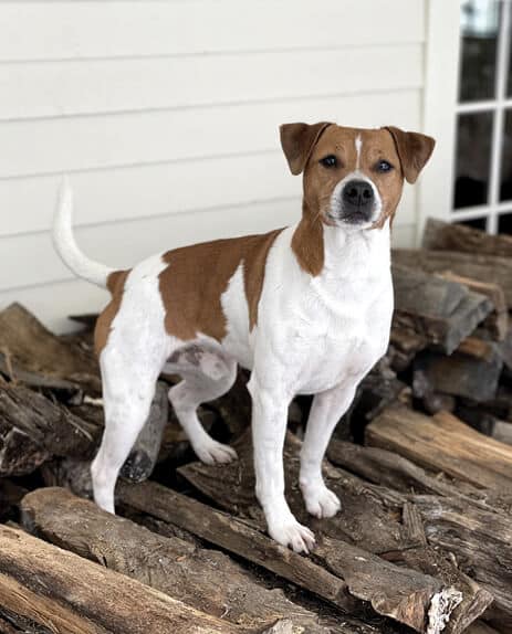 Dog standing on logs