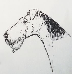 illustration of the airedale terrier head from the side