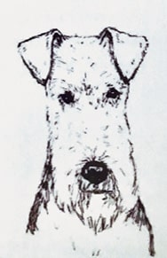 illustration of the airedale terrier head