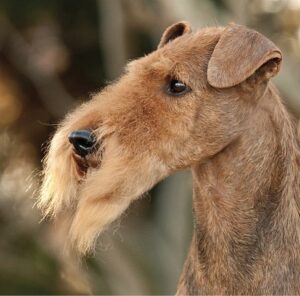 airedale terrier head side photo