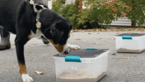 The Versatile Appenzeller Sennenhund
