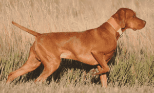 Understanding the General Appearance of the Vizsla