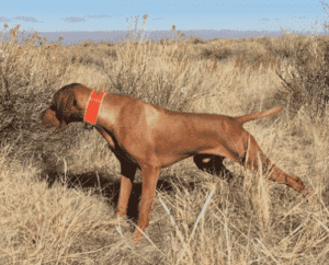 Understanding the General Appearance of the Vizsla
