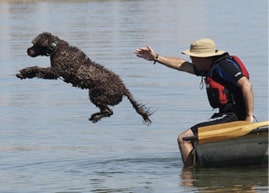 What is a Portuguese Water Dog, Really?