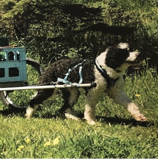 The Versatile Portuguese Water Dog