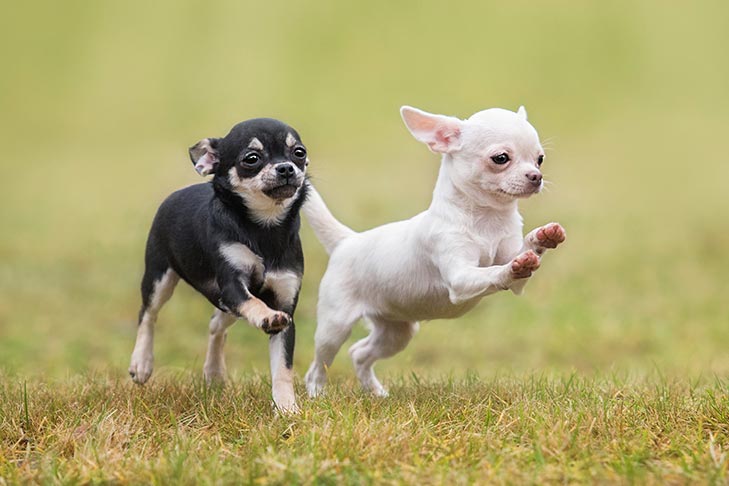 2 puppies running on the grass
