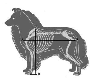 Figure 1. Shetland Sheepdog