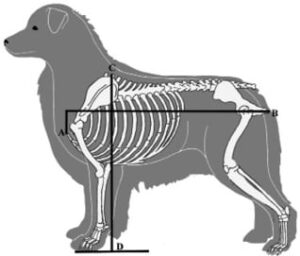 Figure 2. Australian Shepherd Proportion Measurements