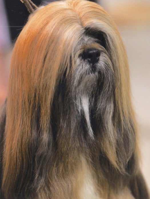 Understanding the Lhasa Apso Personality